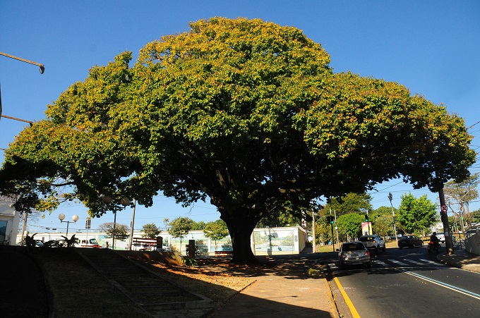 interna Sapucaia - foto de Del Rodrigues